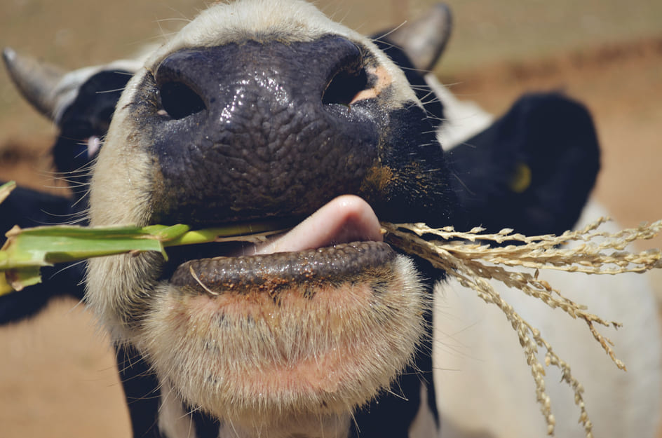 Dairy cow nutrition requirements for a healthy animal